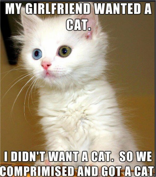 wanted caturday majorgeeks.jpg